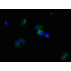 Nestin (NES) Antibody