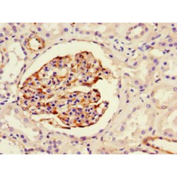 Nestin (NES) Antibody