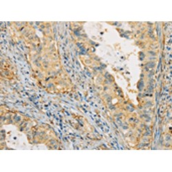 Apolipoprotein A4 (APOA4) Antibody