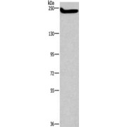 Western blot analysis of HeLa cells (40 µg), using CASP8AP2 antibody (1/250 dilution)