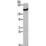 Western blot analysis of NIH-3T3 cell lysates using Mucin 1 (MUC1) Antibody (1/200 dilution) and Goat Anti-Rabbit IgG (1/8000 dilution).