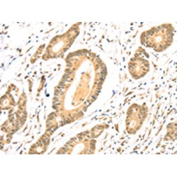 Tetraspanin 13 (TSPAN13) Antibody