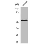 Western Blot analysis of COLO205 cells.