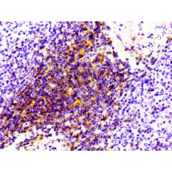 T-Cell Surface Glycoprotein CD4 (CD4) Antibody