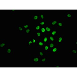 NFE2L2 (pS40) Antibody