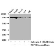 Western Blot<br/> Positive WB detected in: HepG2 whole cell lysate, 293 whole cell lysate (treated with Calyculin A or EGF)<br/> All lanes: Phospho-NFE2L2 antibody at 0.8 µg/ml<br/> Secondary<br/> Goat polyclonal to rabbit IgG at 1/50000 dilution<br/> Predicted band size: 90 KDa<br/> Observed band size: 90 KDa<br/>