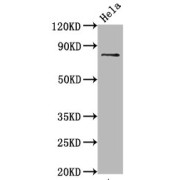 Western Blot<br/> Positive WB detected in: Hela whole cell lysate<br/> All lanes: Phospho-MAPT antibody at 0.67 µg/ml<br/> Secondary<br/> Goat polyclonal to rabbit IgG at 1/50000 dilution<br/> Predicted band size: 80 KDa<br/> Observed band size: 80 KDa<br/>