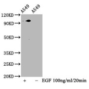 Western Blot<br/> Positive WB detected in: A549 whole cell lysate (treated with EGF or not)<br/> All lanes: Phospho-STAT3 antibody at 1.88 µg/ml<br/> Secondary<br/> Goat polyclonal to rabbit IgG at 1/50000 dilution<br/> Predicted band size: 98 KDa<br/> Observed band size: 98 KDa<br/>