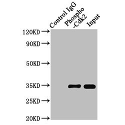 CDK2 (pY15) Antibody