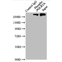 POLR2A (pS2) Antibody