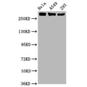 Western Blot<br/> Positive WB detected in: Hela whole cell lysate, A549 whole cell lysate,293 whole cell lysate<br/> All lanes: Phospho-POLR2A antibody at 1.02 µg/ml<br/> Secondary<br/> Goat polyclonal to rabbit IgG at 1/50000 dilution<br/> Predicted band size: 270 KDa<br/> Observed band size: 270 KDa<br/>