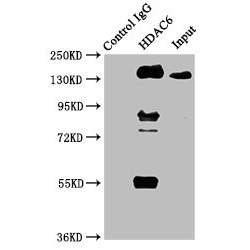 HDAC6 Antibody