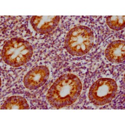 CCL19 Antibody