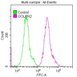 GOLM1 Antibody