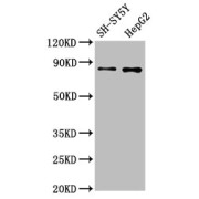 Western Blot<br/> Positive WB detected in: SH-SY5Y whole cell lysate, HepG2 whole cell lysate<br/> All lanes: GOLM1 antibody at 1.3 µg/ml<br/> Secondary<br/> Goat polyclonal to rabbit IgG at 1/50000 dilution<br/> Predicted band size: 46, 45 KDa<br/> Observed band size: 80 KDa<br/>