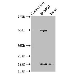 Small Ubiquitin Related Modifier Protein 1 (SUMO1) Antibody