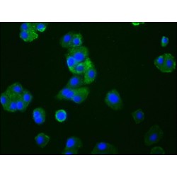 CCR9 Antibody