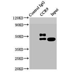 CCR9 Antibody