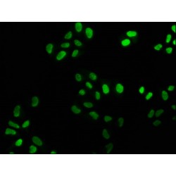 FEN1 Antibody