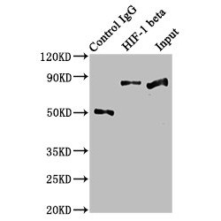 ARNT Antibody