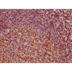 VDAC1 Antibody