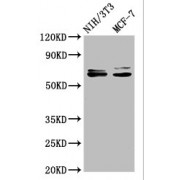 Western Blot<br/> Positive WB detected in: NIH/3T3 whole cell lysate, MCF-7 whole cell lysate<br/> All lanes: SRC antibody at 1.2 µg/ml<br/> Secondary<br/> Goat polyclonal to rabbit IgG at 1/50000 dilution<br/> Predicted band size: 60, 61 KDa<br/> Observed band size: 60, 61 KDa<br/>