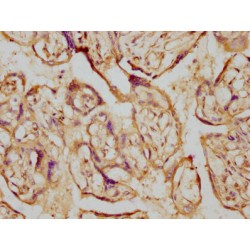 Aromatase (CYP19A1) Antibody