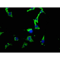 Heat Shock Protein HSP 90-Alpha (HSP90AA1) Antibody