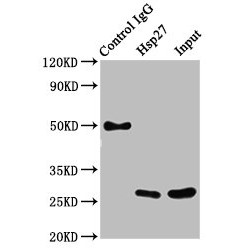 HSPB1 Antibody