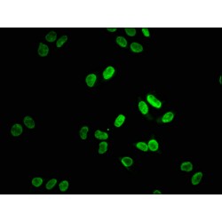 LMNA Antibody