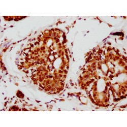 LMNA Antibody