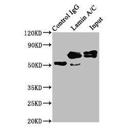 LMNA Antibody