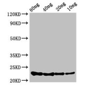 WB analysis of the recombinant protein, using csrA antibody (3.4 µg/ml). Calculated MW: 23 kDa, Observed MW: 23 kDa.