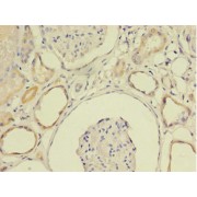 IHC-P analysis of human kidney tissue, using LY6E antibody (1/100 dilution).