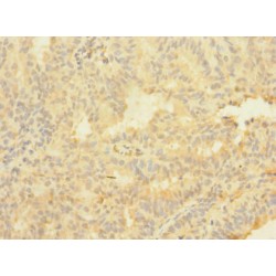 Astacin Like Metallo Endopeptidase (ASTL) Antibody