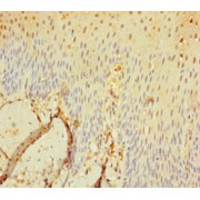 IHC-P analysis of human tonsil tissue, using SEC11C Antibody (1/100 dilution).