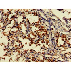 D-Aspartate Oxidase (DDO) Antibody