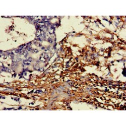 D-Aspartate Oxidase (DDO) Antibody