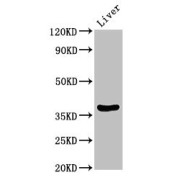 WB analysis of rat liver tissue, using DDO antibody (3.5 µg/ml). Calculated MW: 38, 31, 34, 41 kDa; Observed MW: 38 kDa.