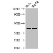 WB analysis of extracts of HeLa whole cell lysate and HepG2 whole cell lysate, using PRKACG Antibody (3.2 µg/ml). Predicted band size: 41 kDa and Observed band size: 41 kDa.