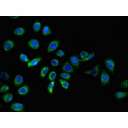 Izumo Sperm-Egg Fusion 1 (IZUMO1) Antibody