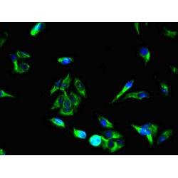 Protein Unc-13 Homolog C (UNC13C) Antibody