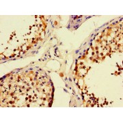 IHC-P analysis of human testis tissue, using UNC13C antibody (1/100 dilution).