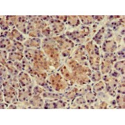 IHC-P analysis of human pancreatic tissue, using NUPR1 antibody (1/100 dilution).