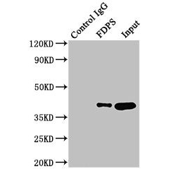 Farnesyl Diphosphate Synthase (FDPS) Antibody