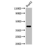 WB analysis of HepG2 cells, using FDPS antibody (3 µg/ml). Predicted band size: 49/41 kDa, Observed band size: 41 kDa.