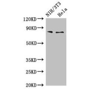 Western blot analysis of PCCA antibody (4 µg/ml) in NIH/3T3 and HeLa whole cell lysate.