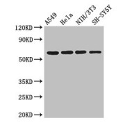 WB analysis of various whole cell lysates, using IRF5 antibody (3 µg/ml). Predicted band size: 18, 48, 55, 57, 58 kDa, Observed band size: 57 kDa.