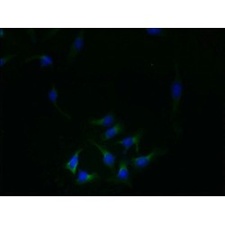 Receptor Expression-Enhancing Protein 4 (REEP4) Antibody