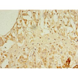 Receptor Expression-Enhancing Protein 4 (REEP4) Antibody